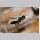 Passaloecus sp - Grabwespe 02 5-7mm.jpg